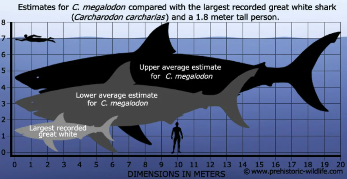 Какой длины акула. Кархародон МЕГАЛОДОН зубы. Вес МЕГАЛОДОНА акула. Кархародон МЕГАЛОДОН Размеры. МЕГАЛОДОН И большая белая акула.