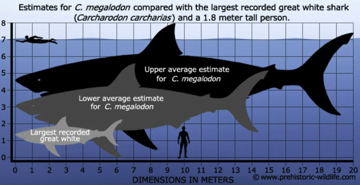Акула размеры. Размер МЕГАЛОДОНА И белой акулы. Длина и вес МЕГАЛОДОНА. МЕГАЛОДОН рост и вес. Размер белой акулы в метрах.