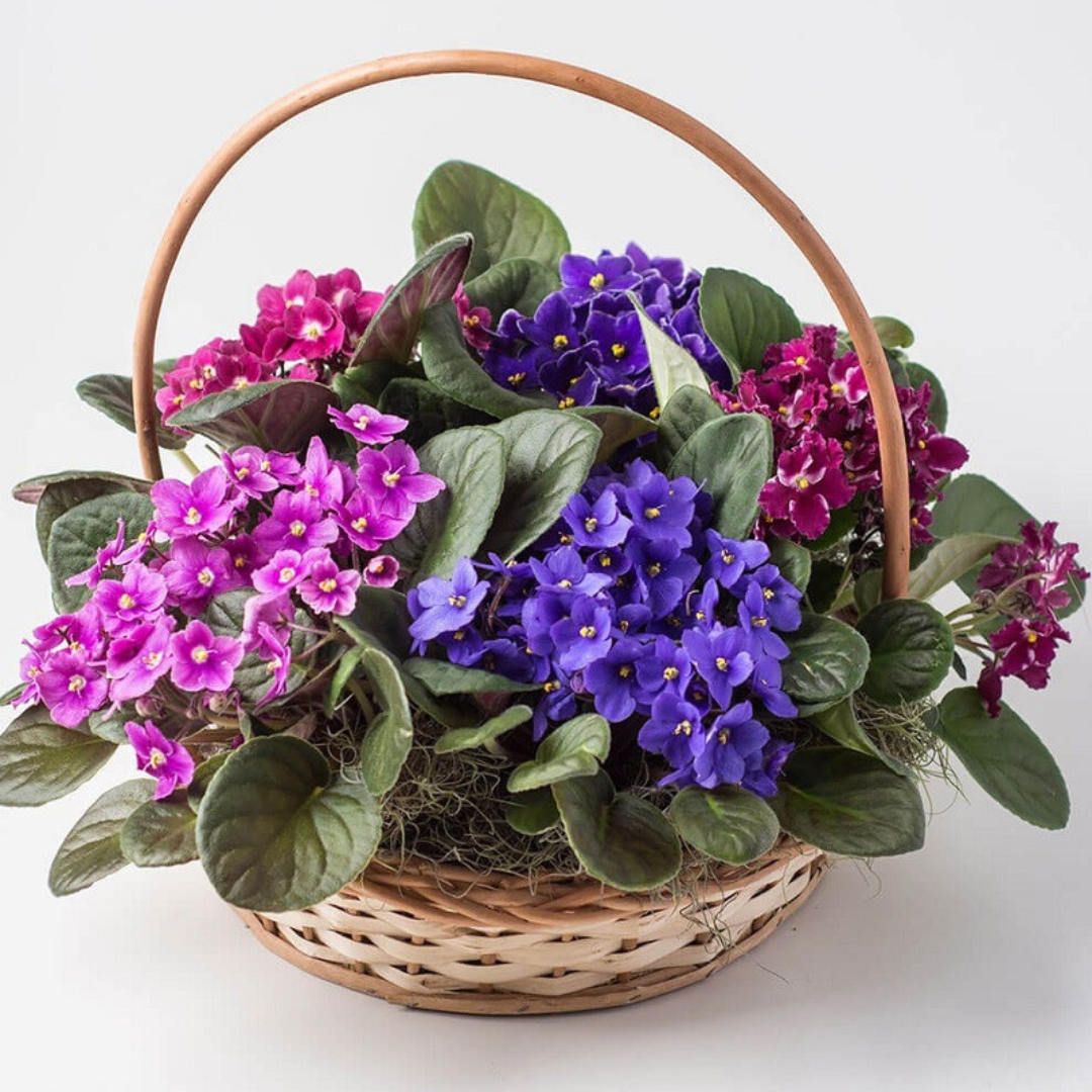 Фиалка saintpaulia. Рождение фиалки. Анютины глазки фаберже. Открытки с фиалками с днем рождения. Фиалка анютины глазки.