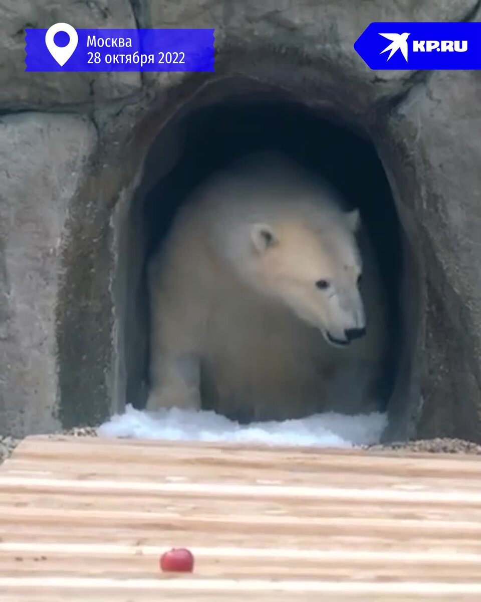 Белый медведь в Московском зоопарке