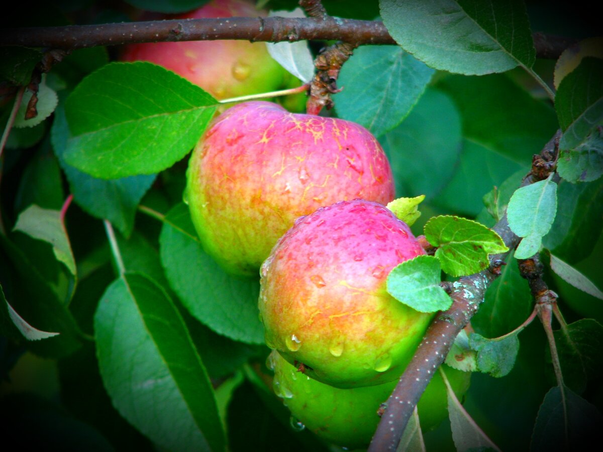 An apple a day keeps a doctor away.