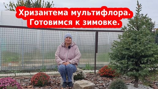 Способы сохранения мультифлоры хризантемы в зиму