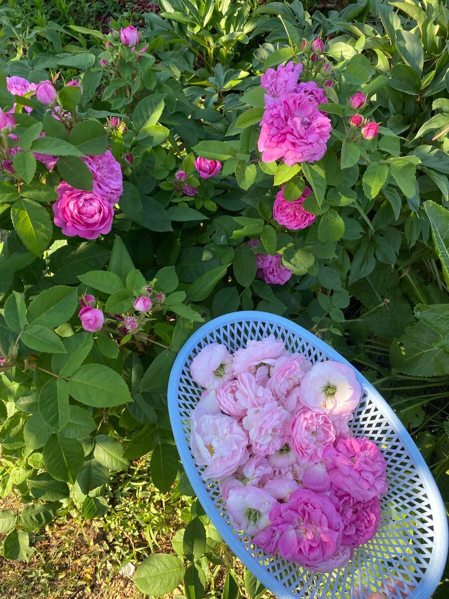 Фантэн Латур уже в корзинке, Перголес в очереди.