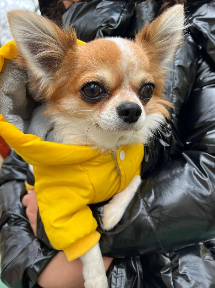 На руках конечно и теплее, и удобнее))) Вроде как гуляю, но и лапы не пачкаю)