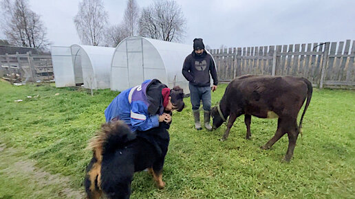 У НАС ГОСТИ! УЕХАЛИ СО СВЕКРОВЬЮ ИЗ ДОМА! НАША ФЕРМА! ЖИЗНЬ ПРОСТЫХ ЛЮДЕЙ В ДЕРЕВНЕ!