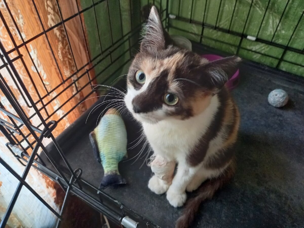 Любимая Клёпушкина игрушка - р-р-рыба! (Фото из личного архива автора).