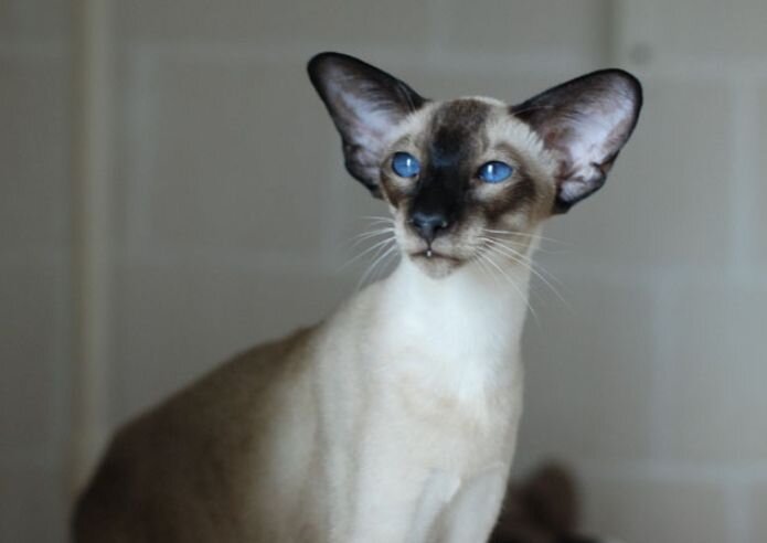 Страшный кот с большими ушами: подборка картинок