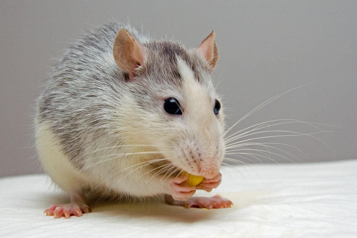 Что едят мыши на самом деле? Порой эти грызуны оказываются незваными гостями на территории чьих-либо дачи, кладовки, загородного дома, погреба или амбара.-2