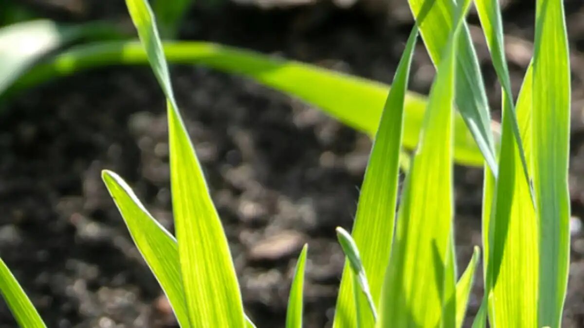 Фото:agroex.ru «Агро Эксперт Груп» получила свидетельство о государственной регистрации на новый препарат Такер, КС.