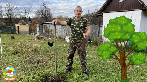 #467 Нескучная жизнь в деревне, купили и посадили саженцы, у кабачка новые друзья