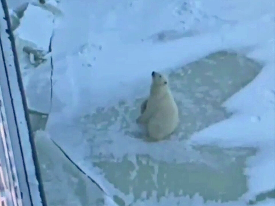     Все произошло в Енисейском заливе Карского моря