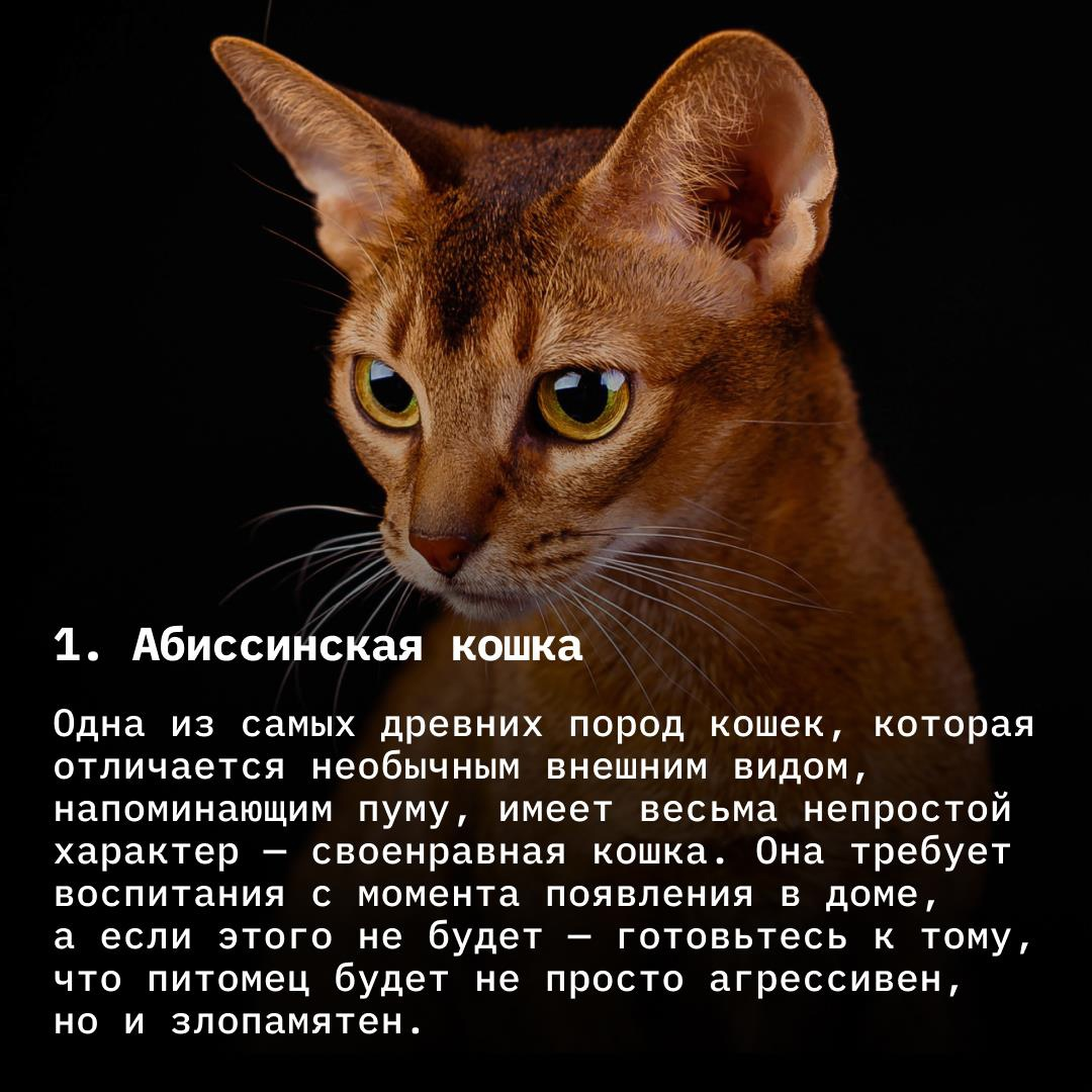 Убийца, который ходит сам по себе: самые опасные породы кошек, которые вас  удивят | TechInsider | Дзен