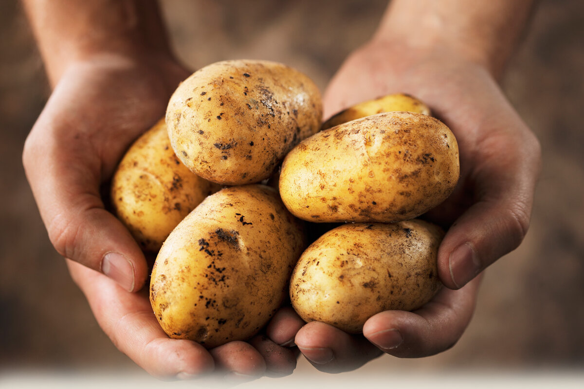 фото potatosystem.ru