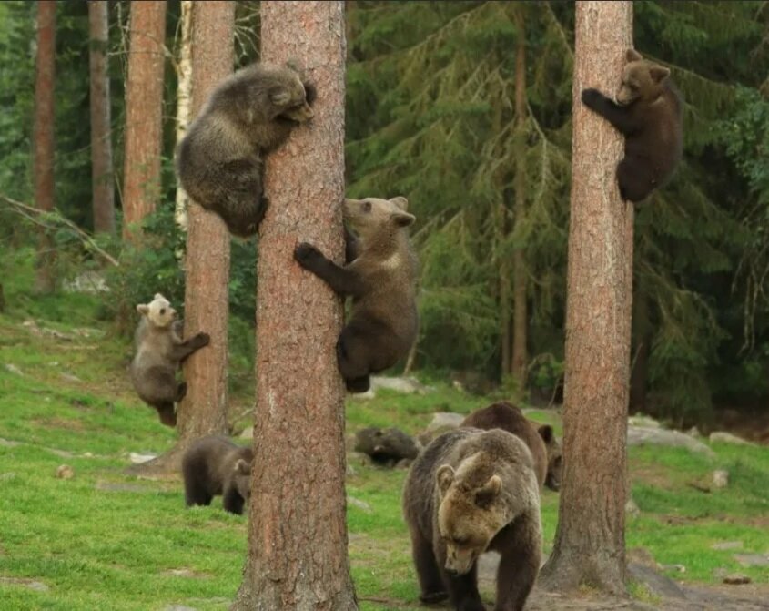 Тренировка медведей лазать по деревьям начинается уже с малых лет.