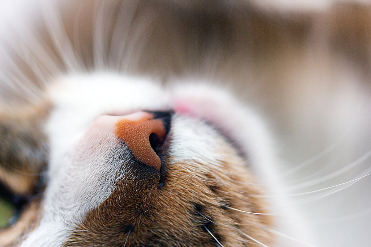 Кошка ест нос. Кошкин нос. Нос кота. Кошачий носик. Коты с носом.