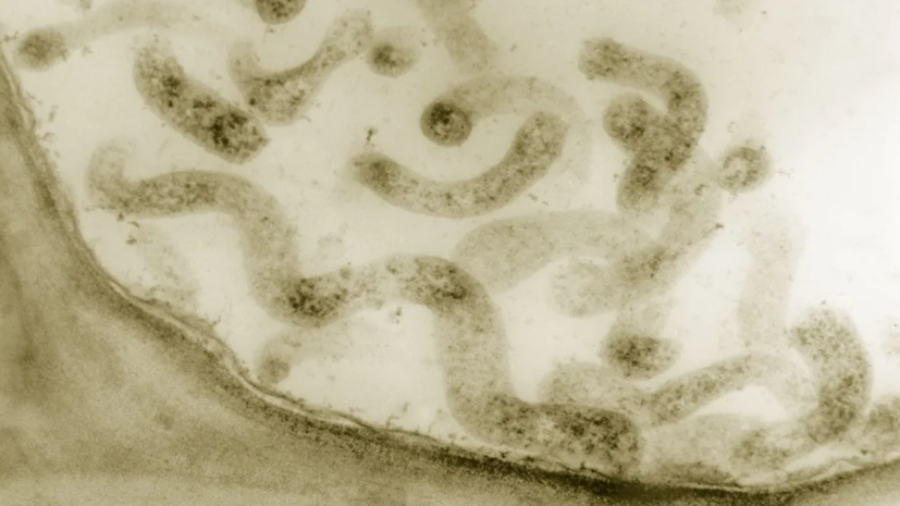 Ученые создали самую маленькую подвижную форму жизни