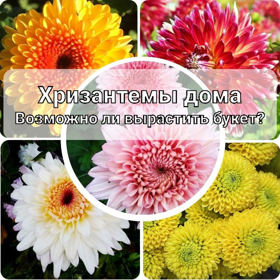 🌸Хризантемы дома🏠в горшке🌸 | Питомник Росток 🌱 | Дзен