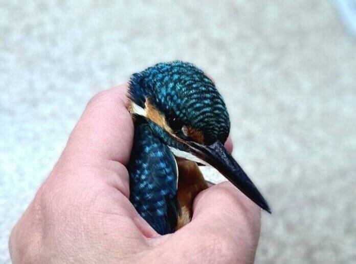    Фото: sarnovosti.ru