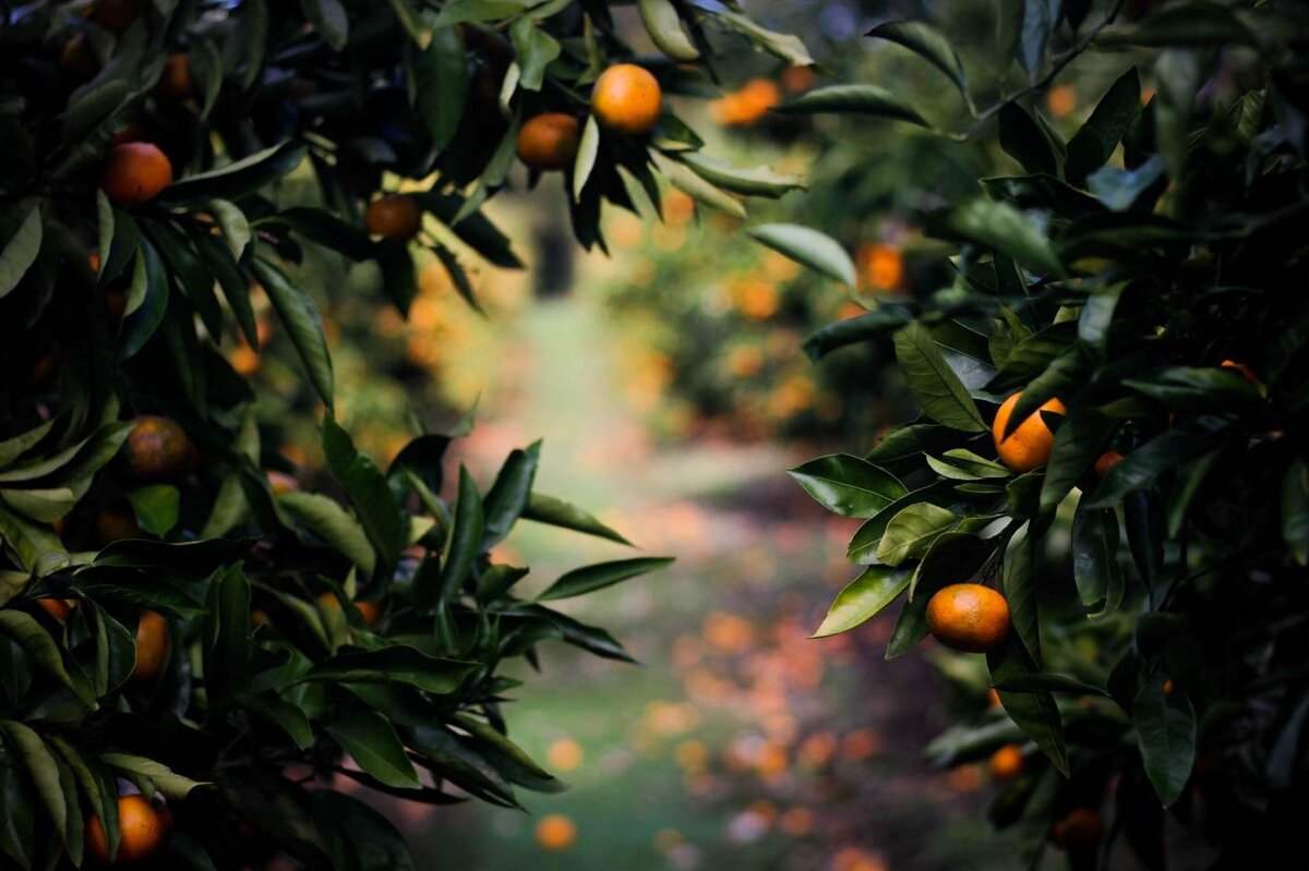 Мандариновый сад Абхазия Гагра. Мандариновое дерево в Абхазии. Абхазия мандарины на дереве. Мандариновое дерево Oriana Orange. На дереве висят мандарины сначала настя сорвала