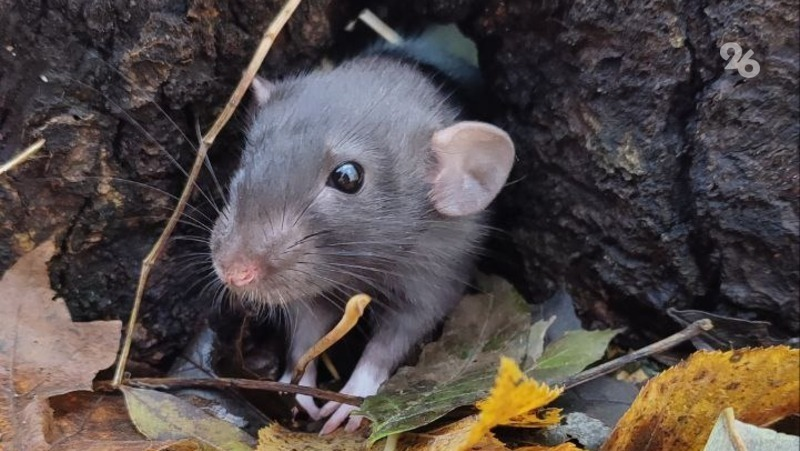 Фото: ИА «Победа26»