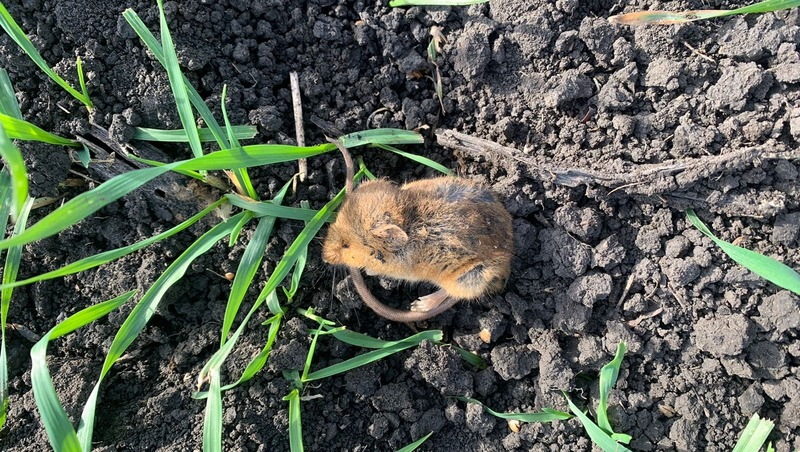 Полевая мышь
Фото: Россельхозцентр