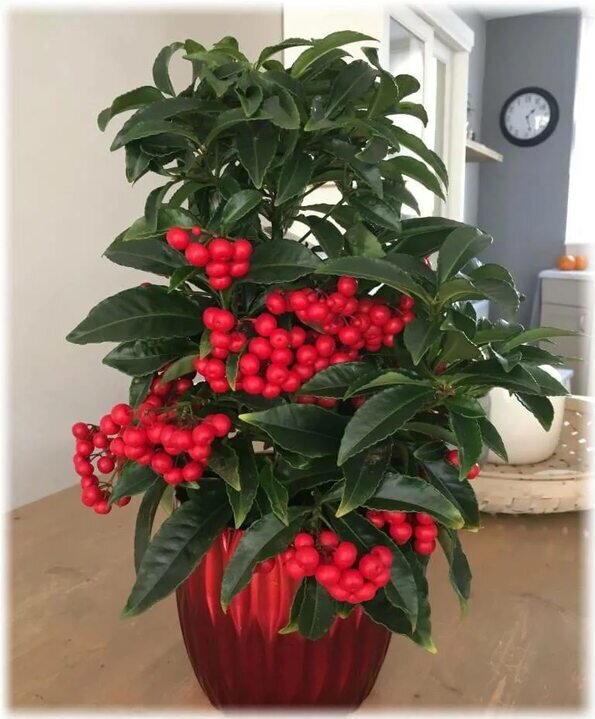 Ардизия - рождественское дерево. Ну красавица же? Есть в садовых магазинах. Цена примерно 1500 р