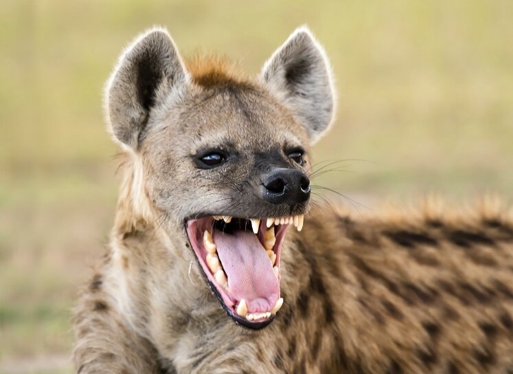 Сверхпрочные зубы.