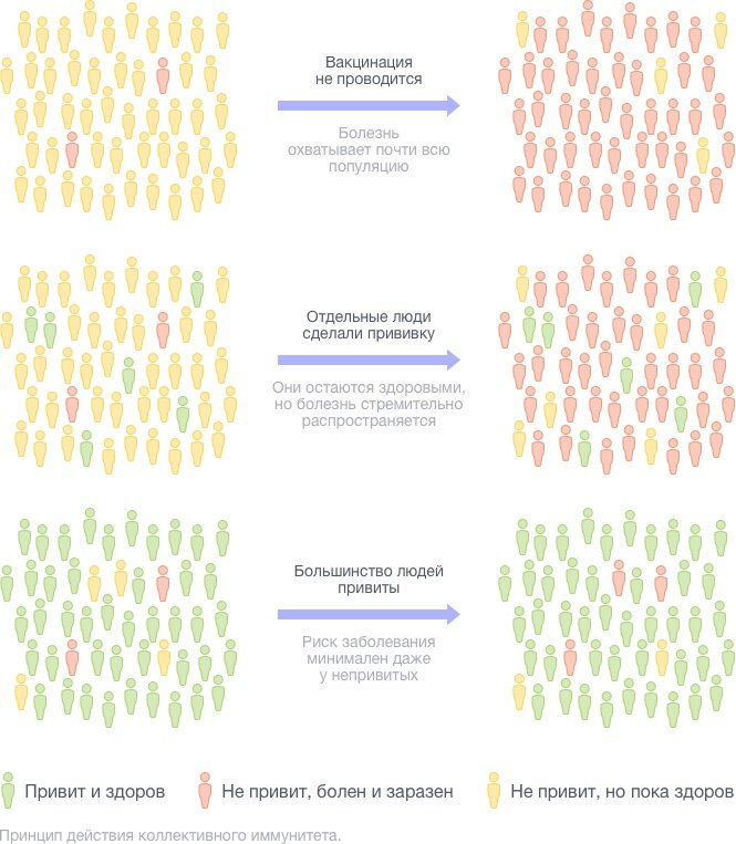 Как работает коллективный иммунитет