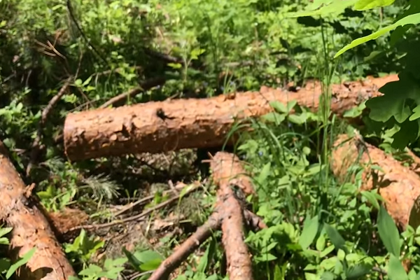 Нашел поваленные деревья