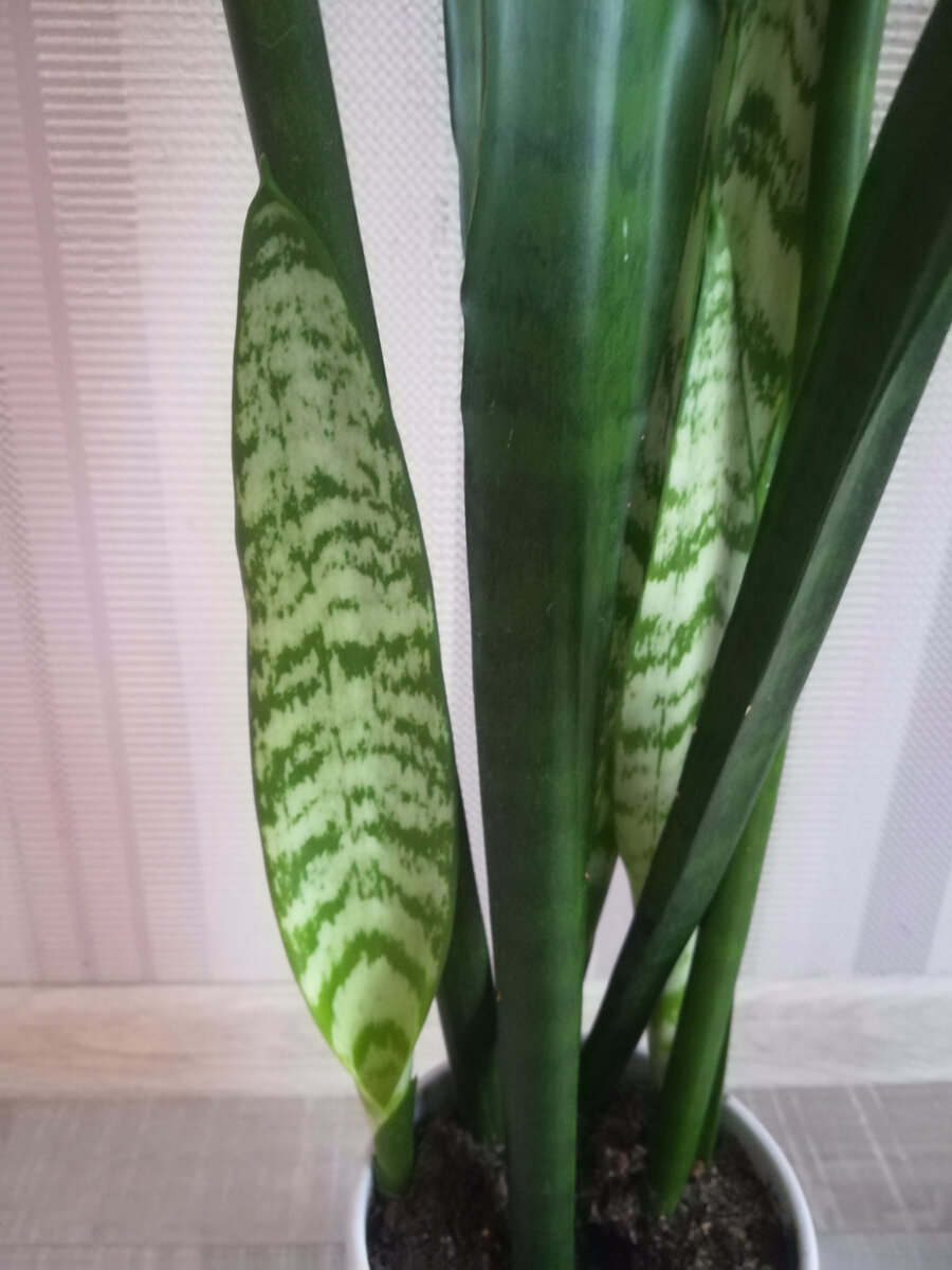 Выпустила новую розетку