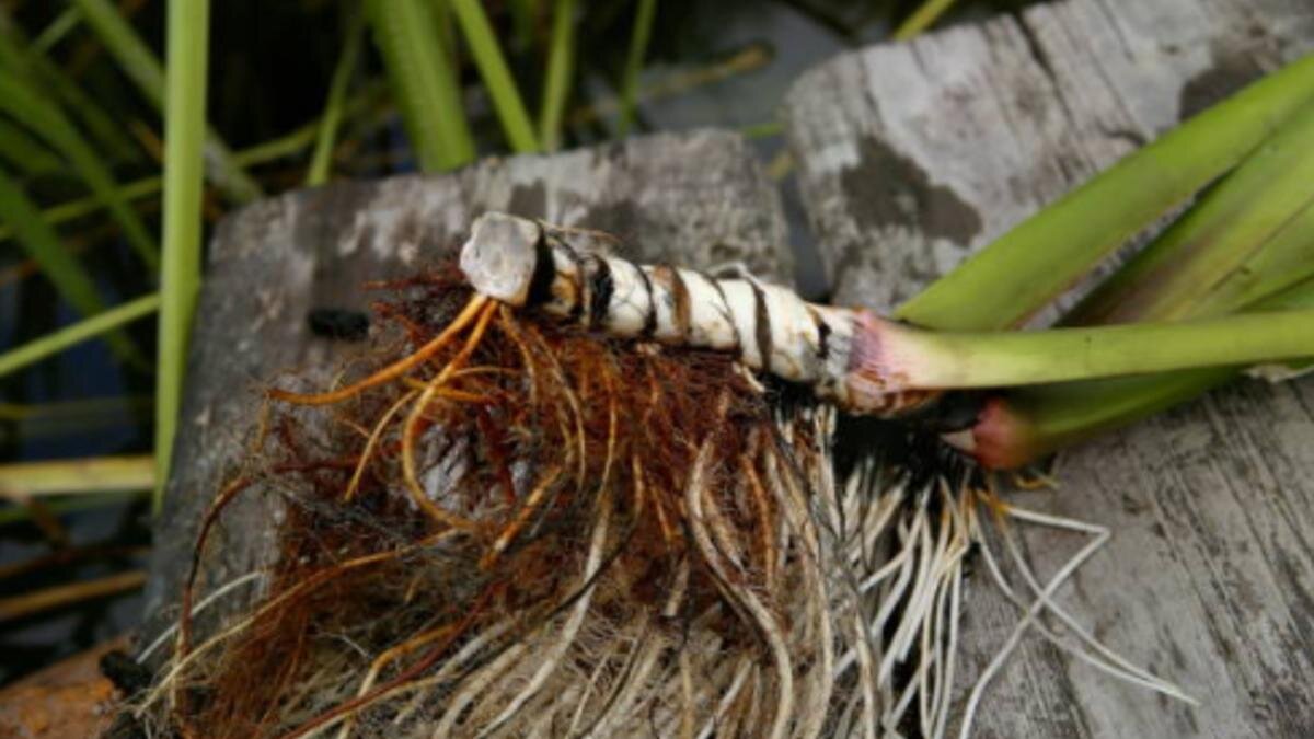    Корень аира болотного:iStockPhoto