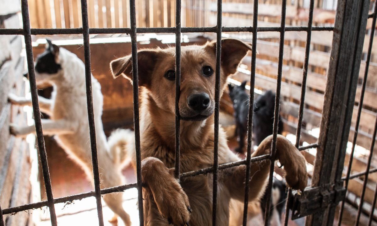 Приют для животных вакансии. Приют для собак. Бездомные животные. Приют для бездомных животных. Приют для кошек и собак.