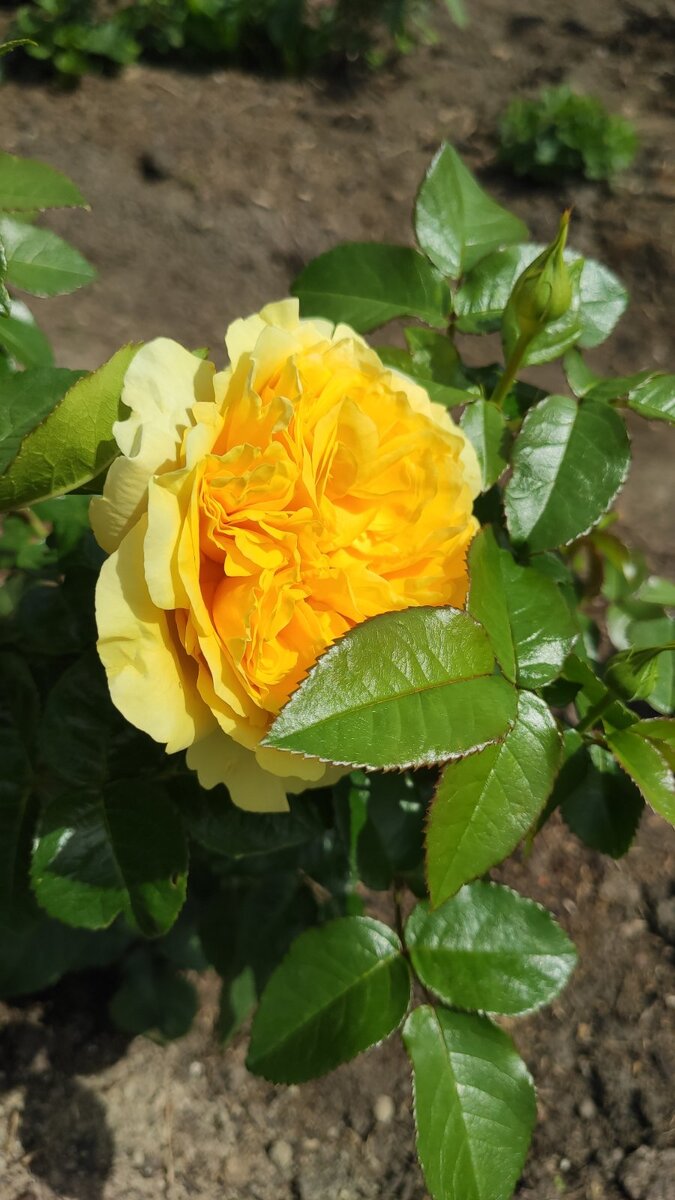 моя незнакомка