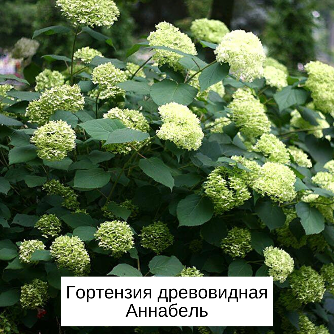 3 кустарников. Крандаль кустарник. Кусты в играх.