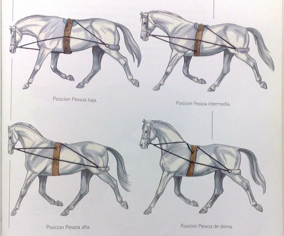 Манга уздечка. Шлея Пессоа. Система Пессоа для лошади. Шлея Пессоа для лошади. Амуниция лошади шлея Пессоа.