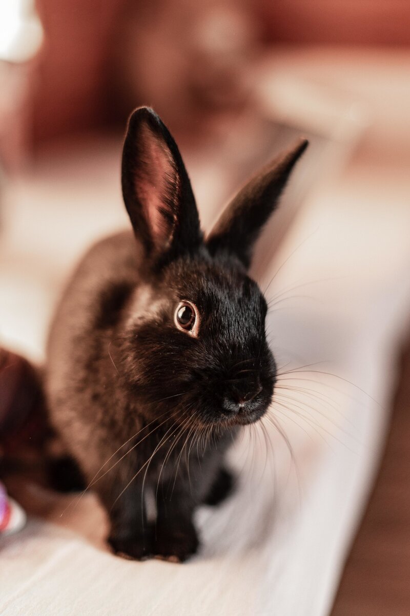 Грядущий 2023-й год — год королевского кролика черной масти. Встречаем Черного Водяного Кролика.  Как и все кролики, он любит сочную свежую пищу и яркие цвета.
