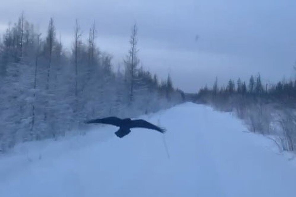     Фото: скриншот видео