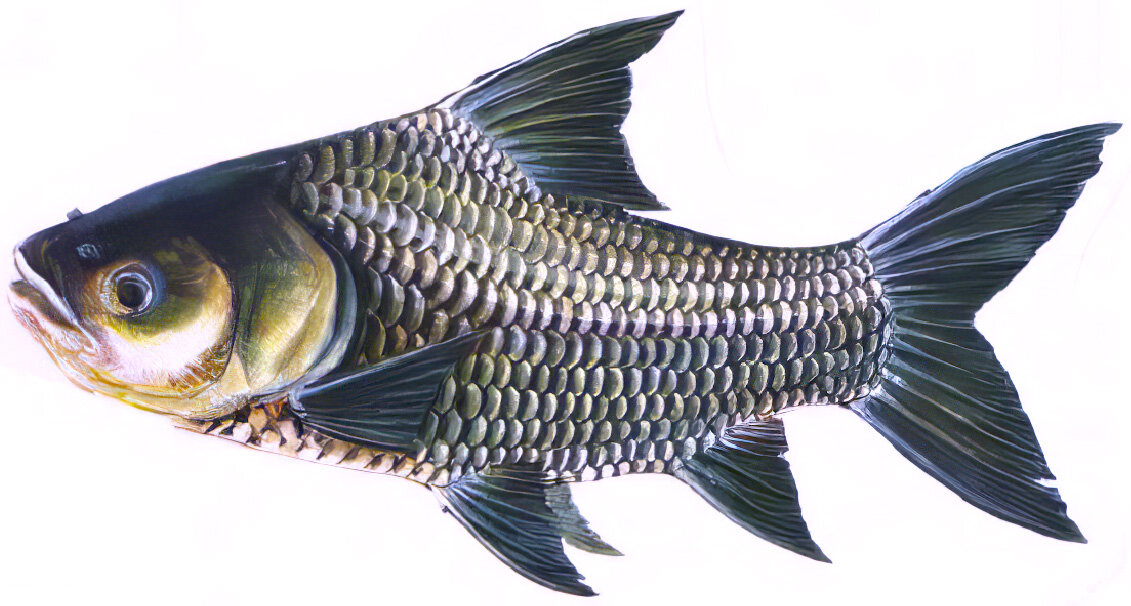 Catlocarpio siamensis