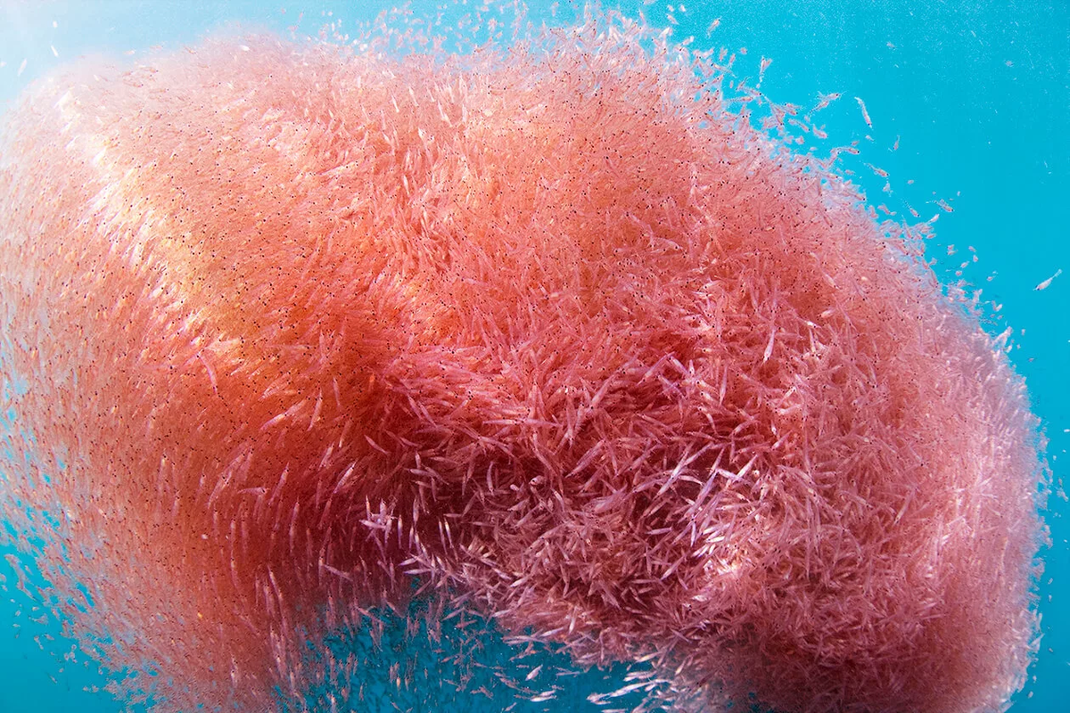 Посчитай нас всех!