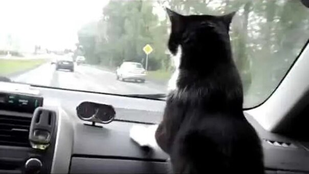 Фото из Яндекс.Картинки