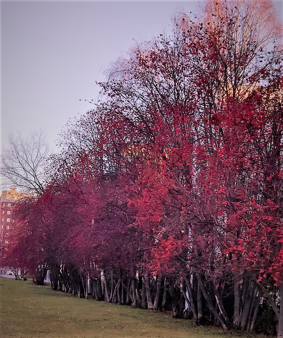                                   Красная осень. Работа Е. Островской.