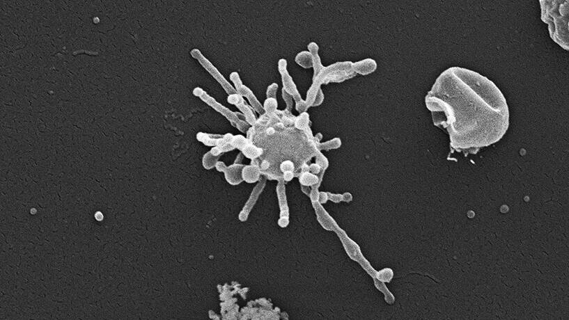«Асгардец» с щупальцами может быть предком всей сложной жизни на Земле