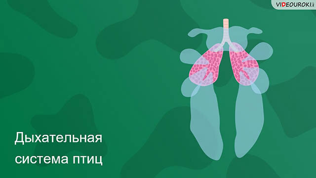 Видео уроки по биологии 7 класс. Биология 7 органы дыхания и газообмен. Органы дыхания и их газообмен биология 7 класс. Механизм газообмена у Бодо. Тест органы дыхания и газообмен 7 класс с ответами
