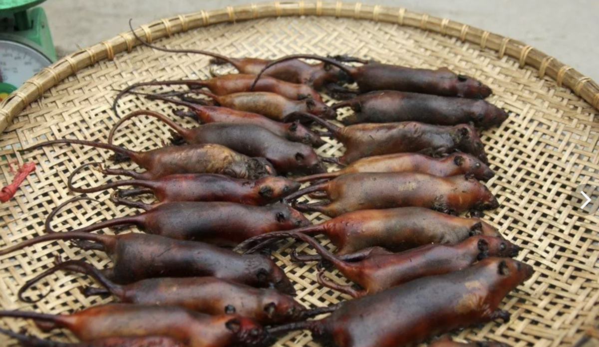 вареные крысы