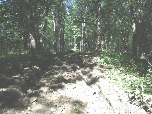 4 сентября 2014 года Теперь о другом. Сейчас на самой восточной Богатырской поляне работают лесозаготовители. Ниже показаны результаты их деятельности.-4