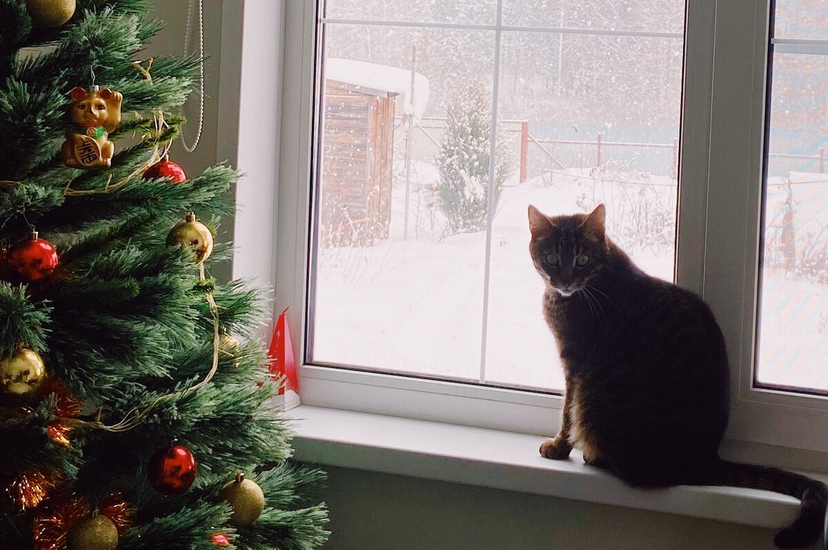 Полосатый. Молодой и дерзкий. Фото автора. 