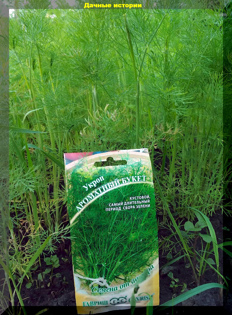https://vk.com/photo-159774511_457257813. Укроп «Ароматный букет»