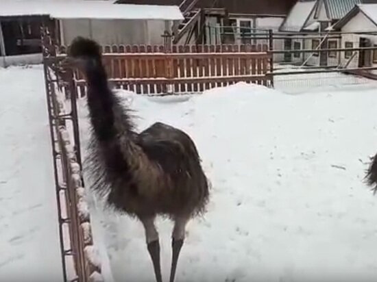     Скриншот из видеозаписи сообщества "Птичий дворик" / "ВКонтакте"