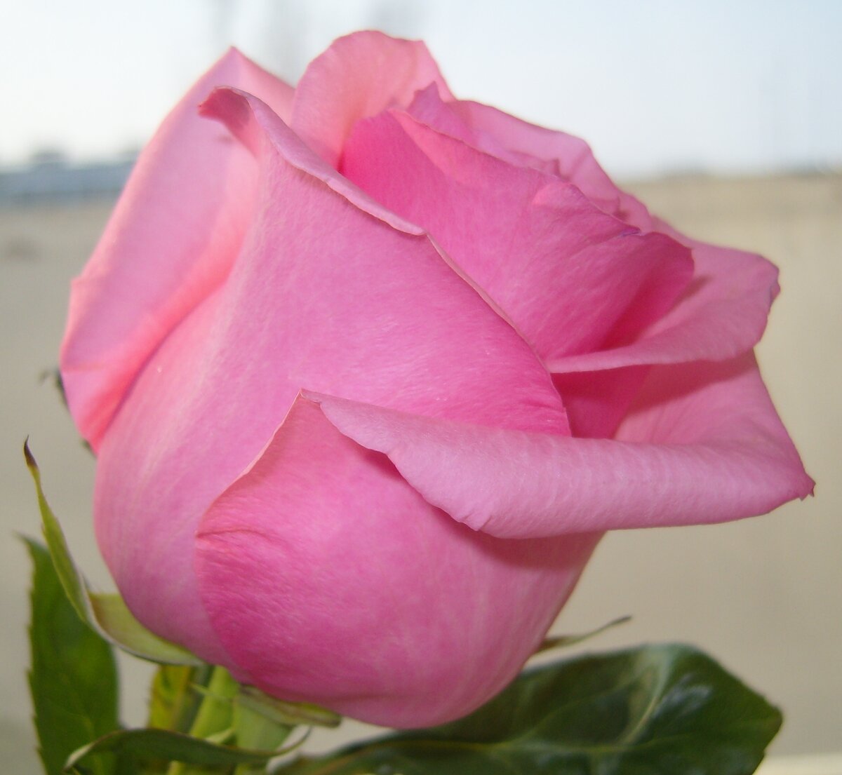 Роза из цветочного магазина с высоким бокалом