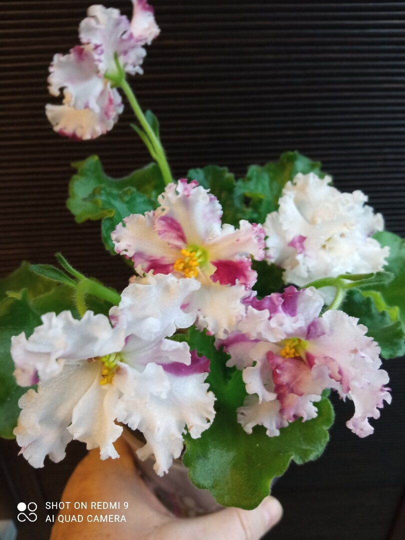 Фиалка ЛЕ Взбитые сливки